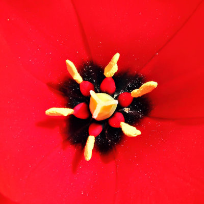 IMG_2627A.jpg Tulip - Warm Temperate Biome -  A Santillo 2010