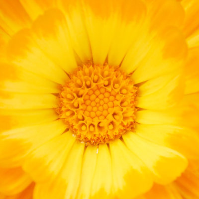 IMG_2838.jpg unknown Flower - Warm Temperate Biome - © A Santillo 2010