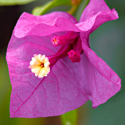 IMG_2860.jpg Bougainvillea - bougainvillea spp. - Warm Temperate Biome - © A Santillo 2010