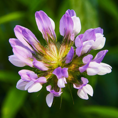IMG_3892.jpg Unknown Flower - Warm Temperate Biome - © A Santillo 2012