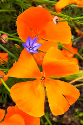 IMG_3900.jpg Californian Poppy 'papaver' - Warm Temperate Biome -  A Santillo 2012