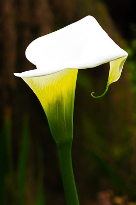 IMG_4194a.jpg Arum Lily - Zantedeschia aethiopica - Araceae - Warm Temperate Biome -  A Santillo 2013