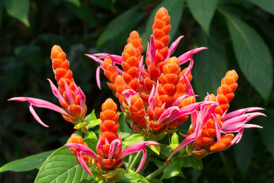 IMG_4235-Edit.jpg Unknown Flower - Rainforest Biome -  A Santillo 2013