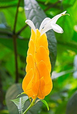 IMG_4237.jpg Lollipop Plant or Golden Shrimp Plant  - Rainforest Biome -  A Santillo 2013