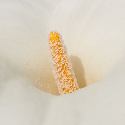 IMG_4258.jpg Arum Lily - Zantedeschia aethiopica - Araceae - Mediterranean Biome -  A Santillo 2013