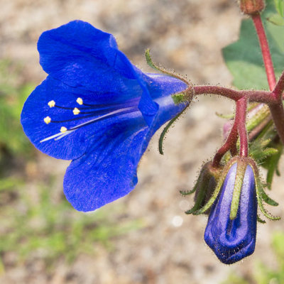 IMG_4261.jpg Unknown Flower - Mediterranean Biome - © A Santillo 2013