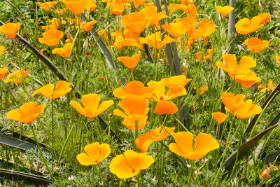 IMG_4264.jpg Californian Poppies 'papaver' - Mediterranean Biome -  A Santillo 2013