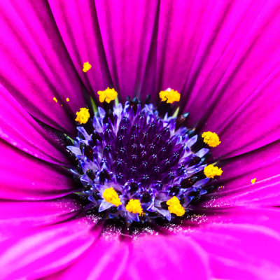 IMG_5784.jpg African or a Cape Daisy - Mediterranean Biome - © A Santillo 2014