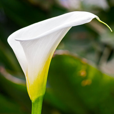 IMG_5825-Edit.jpg Arum Lily - Zantedeschia aethiopica - Araceae - Mediterranean Biome -  A Santillo 2014