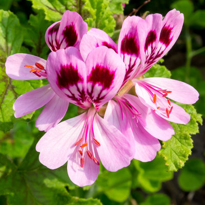 IMG_6540-Edit.jpg Pelargonium - Mediterranean Biome -  A Santillo 2014