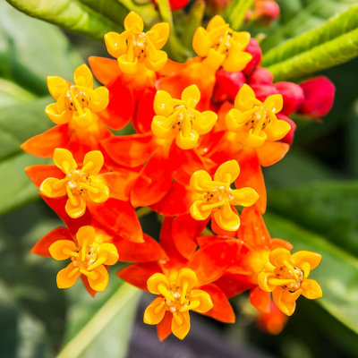 IMG_6545-Edit.jpg Asclepias curassavica - Mediterranean Biome - © A Santillo 2014