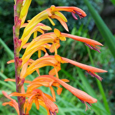 IMG_6609-Edit.jpg Chasmanthe floribunda (South African) - Mediterranean Biome -  A Santillo 2015