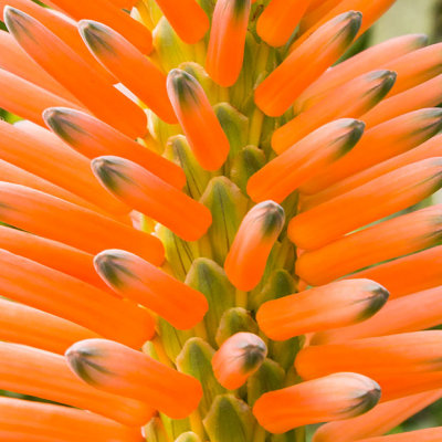 IMG_6610-Edit.jpg Candleabra Aloe - Aloe Orthorescens Aloaceae  - Mediterranean Biome -  A Santillo 2015