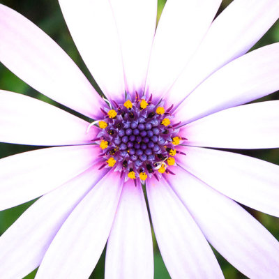 IMG_6618-Edit.jpg Osteospermum - Mediterranean Biome -  A Santillo 2015