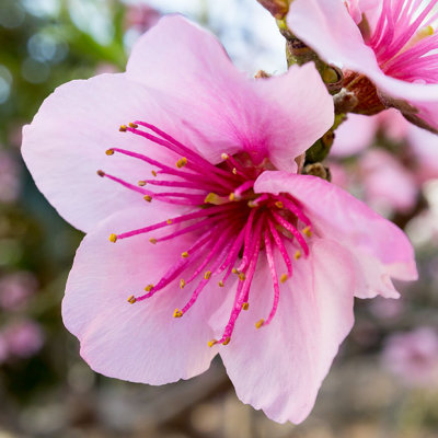 IMG_6619-Edit.jpg Prunus Persica Forma Compressa - Mediterranean Biome - © A Santillo 2015