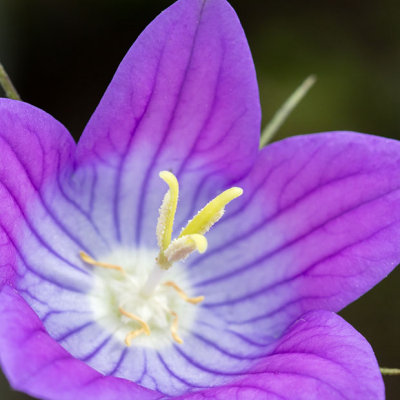 IMG_6710-Edit.jpg Campanula - Mediterranean Biome - © A Santillo 2015