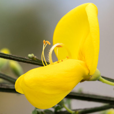 IMG_7315-Edit.jpg Broom - Mediterranean Biome - © A Santillo 2017