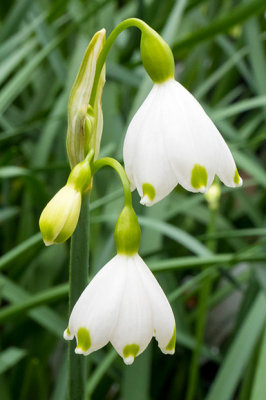 IMG_7319.jpg Snowdrop Leucojum aestivum - Mediterranean Biome - © A Santillo 2017