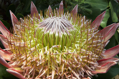 _MG_0480A.jpg King Protea - Warm Temperate Biome -  A Santillo 2006