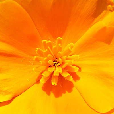 _MG_0504B-7in-x-7in-300dpi.jpg Californian Poppy 'papaver' - Warm Temperate Biome -  A Santillo 2006