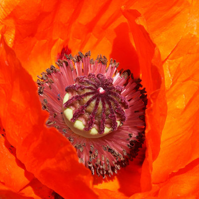 _MG_0562B-7x7in-300dpi.jpg Poppy 'papaver' - Warm Temperate Biome -  A Santillo 2006