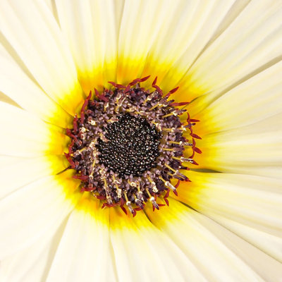 _MG_1467B-7in-x-7in-300dpi.jpg Cape daisy or Namaqualand Daisy - Warm Temperate Biome -  A Santillo 2006