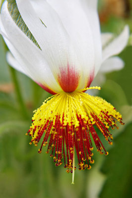 _MG_1481A.jpg African Hemp - Sparrmannia africana - Tiliaceae - Warm Temperate Biome - © A Santillo 2006
