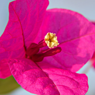 _MG_1494A.jpg Bougainillea - bougainvillea spp. - Warm Temperate Biome -  A Santillo 2006