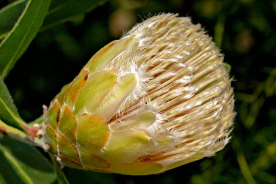 _MG_2352A.jpg Protea mundii - Warm Temperate Biome -  A Santillo 2008