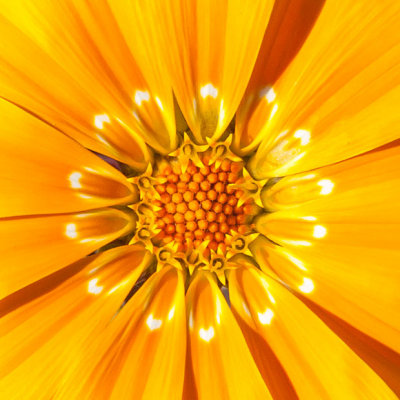 _MG_2375.jpg Gazania - Outdoor Biome - © A Santillo 2008