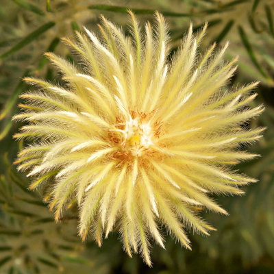 _MG_2405A-7in-x7in-300dpi.jpg Phylica Pubescens - Rhamnaceae - Warm Temperate Biome -  A Santillo 2009