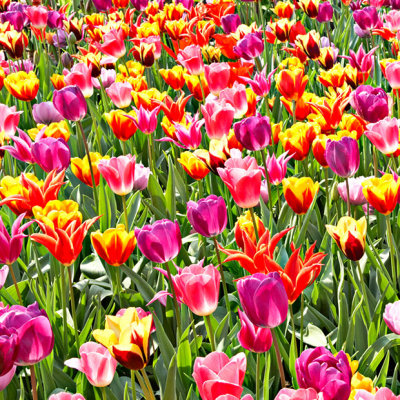 _MG_2428A.jpg Tulips - Warm Temperate Biome -  A Santillo 2009