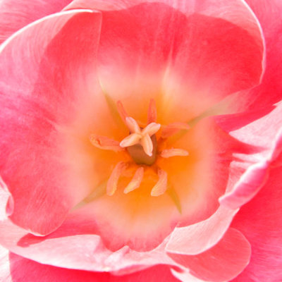 _MG_2432.jpg Tulip - Warm Temperate Biome - © A Santillo 2009