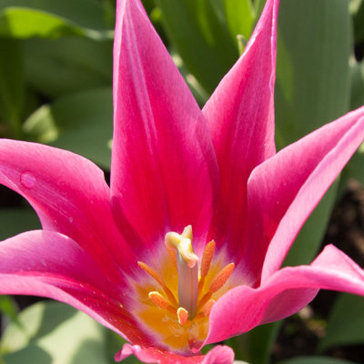 _MG_2433.jpg Tulip - Warm Temperate Biome - © A Santillo 2009