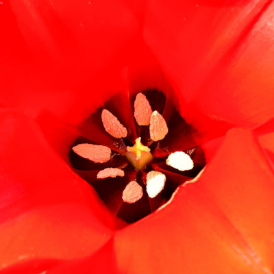 _MG_2440A-7in-x-7in-300dpi.jpg Tulip - Warm Temperate Biome -  A Santillo 2009