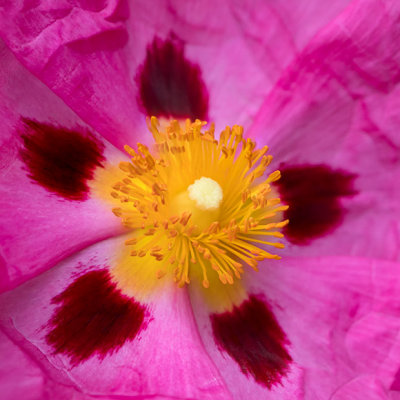 IMG_7411-Edit.jpg Cistus - Outdoor Biome - © A Santillo 2017
