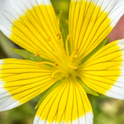 IMG_7414-Edit.jpg Unknown flower - Outdoor Biome -  A Santillo 2017