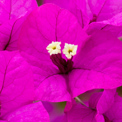 IMG_7420.jpg Bougainvillea - bougainvillea spp. - Mediterranean Biome -  A Santillo 2017