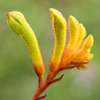 IMG_7423-Edit.jpg Kangeroo Paw Anigozanthos 'Bush Pioneer' - Haemodoraceae - Mediterranean Biome -  A Santillo 2017