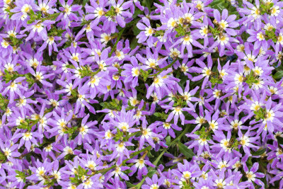 IMG_7427-2.jpg Flan Flower Scaevola 'Aussie Crawl' - Goodeniaceae - Mediterranean Biome -  A Santillo 2017