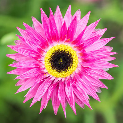 IMG_7429.jpg Rhodanthe chlorocephala ssp. rosea - Asteraceae - Mediterranean Biome - © A Santillo 2017