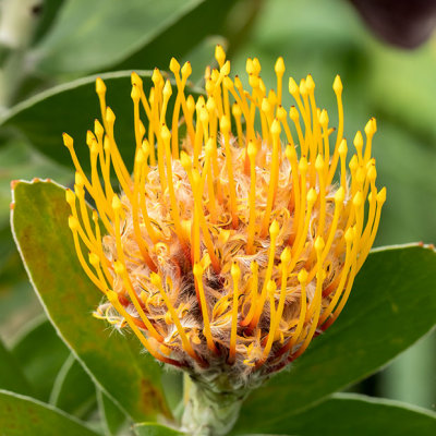 IMG_7430-Edit.jpg Pincushion Leuospermum cuneiforme - Proteaceae - Mediterranean Biome - © A Santillo 2017