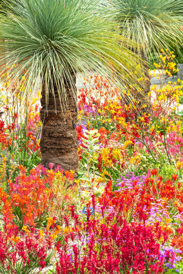 IMG_7428a.jpg Western Australia Garden  - Mediterranean Biome -  A Santillo 2017