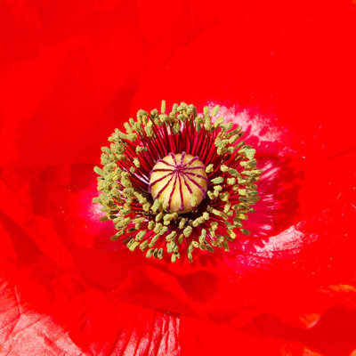 IMG_2698-Edit.jpg Poppy 'papaver' - The Garden House -  A Santillo 2010