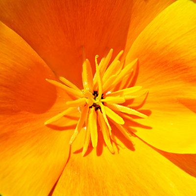 _MG_1750A.jpg Californian Poppy 'papaver' Eschscholzia Californica - The Garden House -  A Santillo 2007