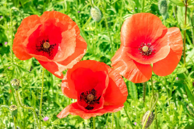 IMG_7449-Edit.jpg Field of Poppies 'papaver' - The Lost Gardens of Heligan -  A Santillo 2017