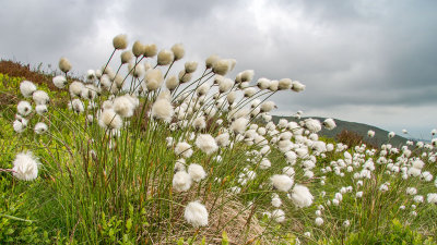 Flora Wales