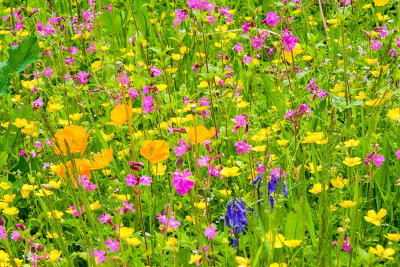 _MG_2211.jpg Wild flower meadow - The Garden House -  A Santillo 2008