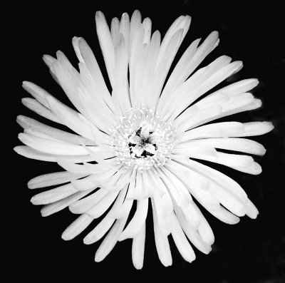 CRW_01688b&w.jpg Mesembryanthemum - © A Santillo 2004