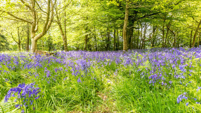 IMG_7334.jpg Bluebells - Lanhydrock House -  A Santillo 2017